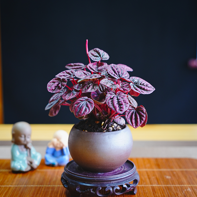 红宝石红美人皱叶椒草盆栽绿植物禅意室内耐阴红叶净化空气植物