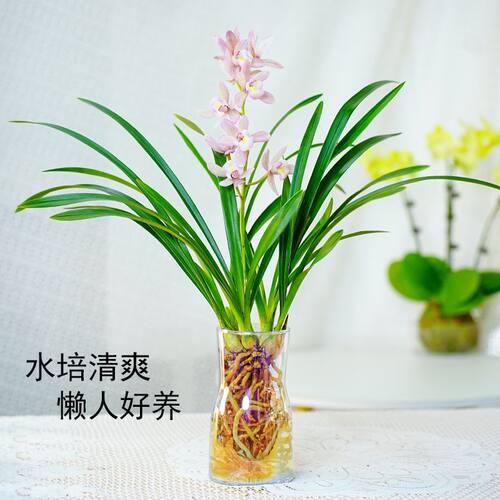 水培香水兰花耐热室内桌面植物开花浓香型粉色四季花卉耐寒好养