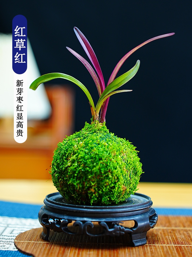 苔玉红草名贵迷你矮种兰花苗四季好养红花小盆栽开花浓香懒人盆栽