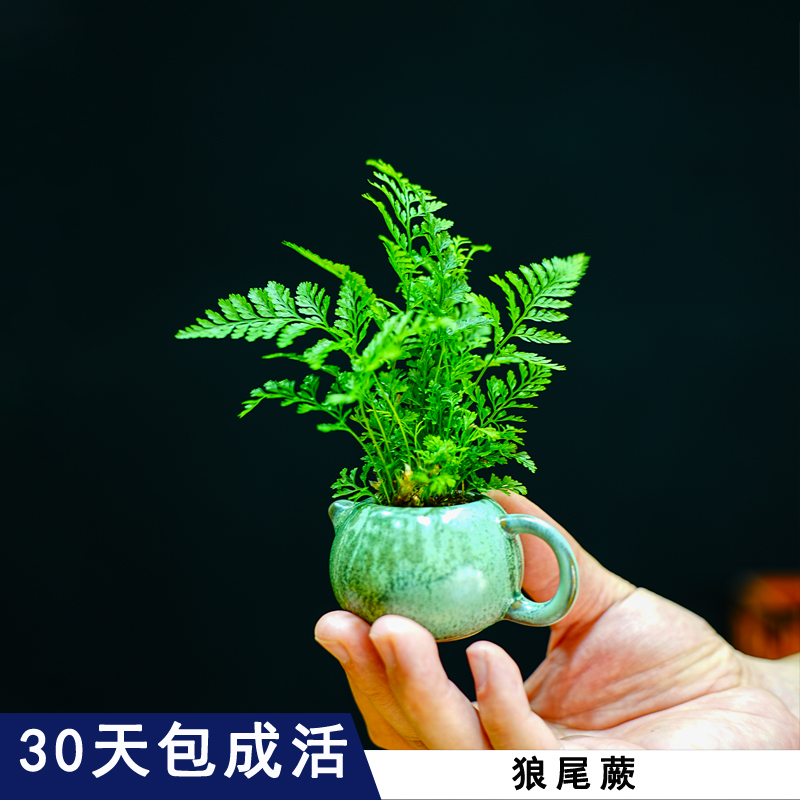 蕨类植物狼尾蕨迷你盆栽小型桌面绿植好养办公室内耐阴微型盆景