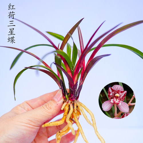 四季兰花苗矮种建兰红荷