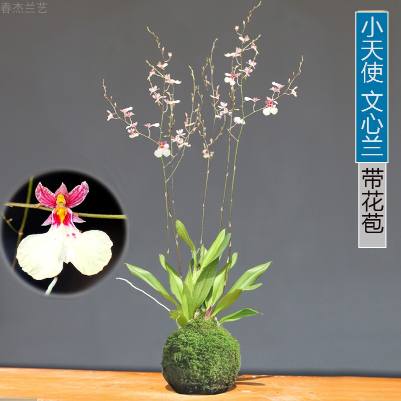 文心兰盆栽小天使带花苞观花小盆景迷你创意兰花室内植物客厅窗台