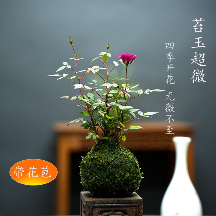 带花苞四季开花迷你超微型月季玫瑰苔藓球阳台净化空气桌面绿花卉