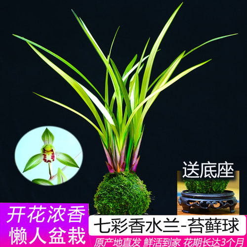 春杰兰艺七彩兰花苔藓球高山流水