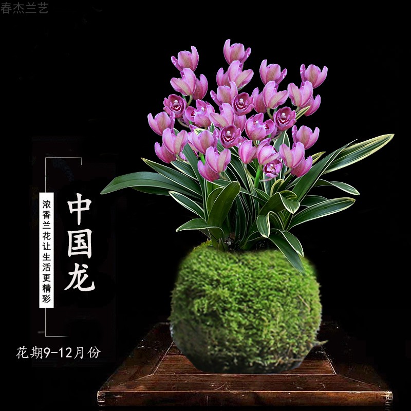 金边迷你兰花苗苔藓球花期冬季开花浓...