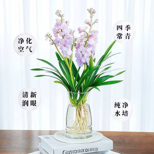 香水小苍兰水培 好养易开花浓香客厅 水培兰花小苍兰水养桌面懒人