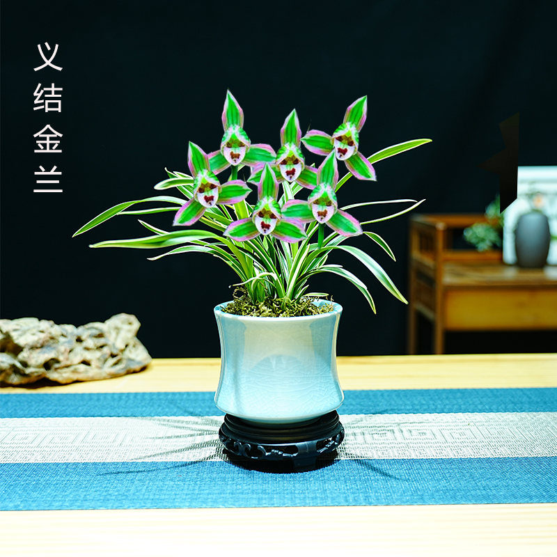 金边建兰兰花苗帝王妃室内客厅阳台盆栽新中式造型盆景开花浓香