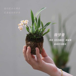 兰花 文心兰盆栽带花苞花卉植物室内好养四季 绿植梦香奶油香味正品