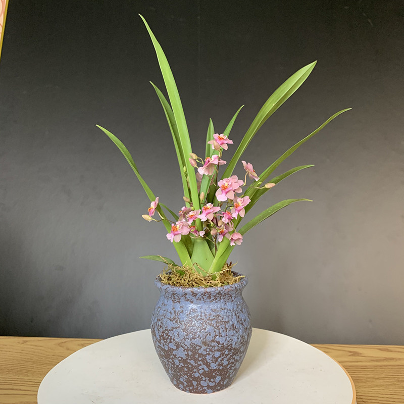 花盆种好发货迷你文心兰带花苞开花满屋飘香兰花苗室内花卉绿植物