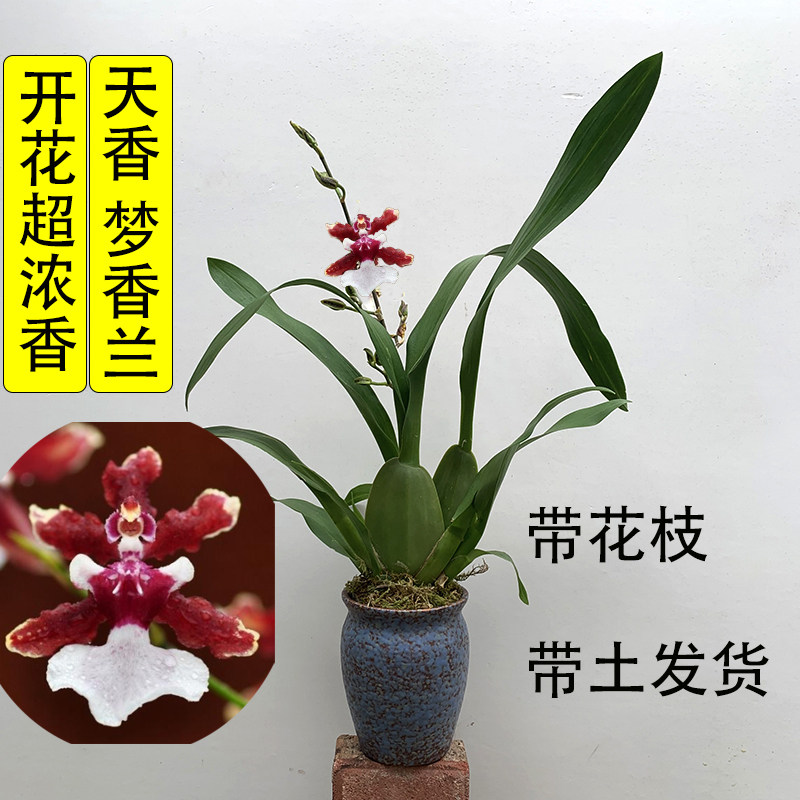 带花苞发货天香梦香文心兰巧克力浓香奶香味新品花色好养带土发货