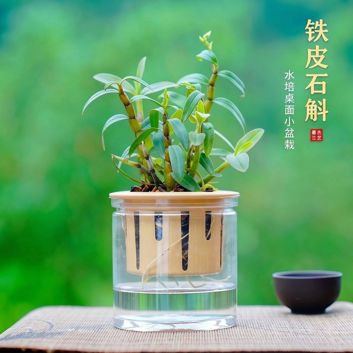 新款铁皮石斛兰懒人水培小盆栽