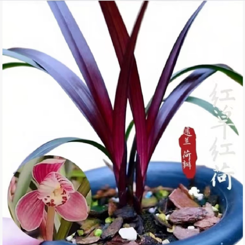 名贵兰花红草红荷正品建兰四季网红草花卉高档盆栽室内阳台正宗