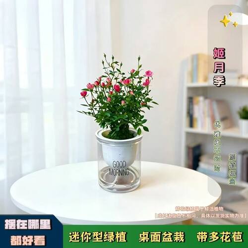 带花苞水培超微月季开花迷你桌面摆盆栽净化空气四季室内外阳台花