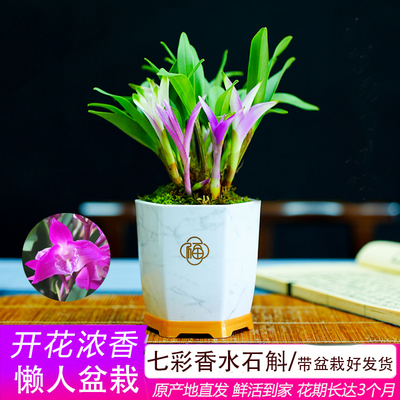 春杰兰艺七彩香水石斛兰花
