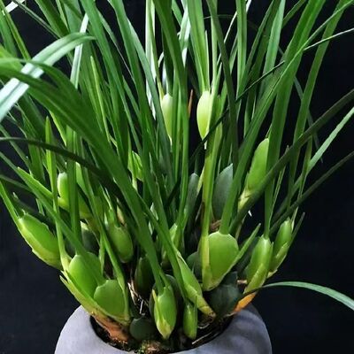 室内绿植咖啡兰浓香型