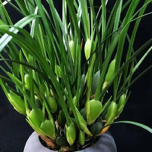 室内绿植咖啡兰浓香型