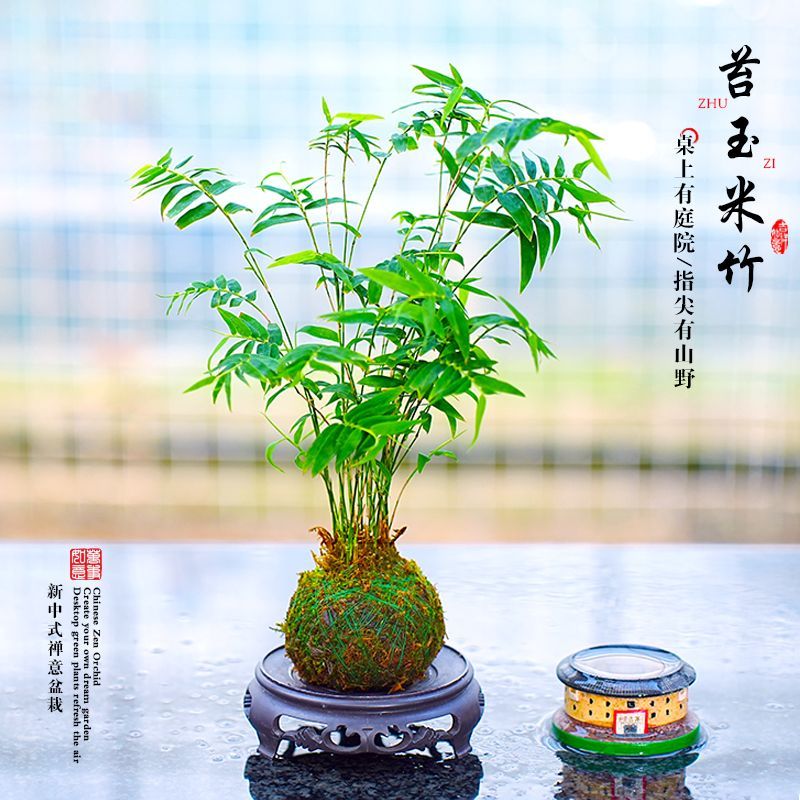 苔玉米竹子懒人水培盆景客厅室内桌面观赏盆栽中式造景创意庭院好