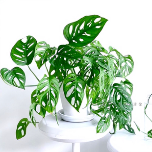 仙洞龟背竹米歇尔盆栽多孔爬藤室内喜阴绿植物水培净化空气