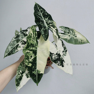 绿天鹅海芋锦鹅仙女海芋锦纹身鹅锦天鹅稀有特级锦化植物天南星科