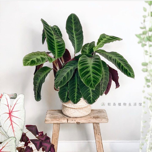 紫背天鹅绒竹芋绿背天鹅盆栽绿植物室内桌面净化空气好养北欧风