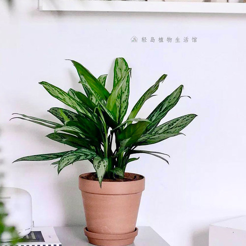 银皇后万年青杀手不太冷里昂同款绿植盆栽常青耐寒净化空气绿植物