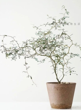 童话树盆栽新西兰小灌木洋刺槐室内耐阴好养小众独特桌面绿植物