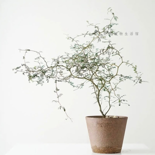 童话树盆栽新西兰小灌木洋刺槐室内耐阴好养小众独特桌面绿植物