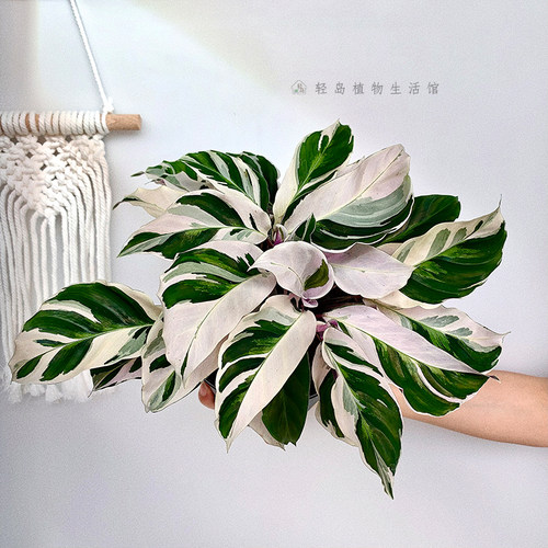 白油画竹芋荷兰进口绿植物北欧ins网红花卉观叶客厅阳台室内盆栽