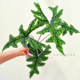 杰克琳海芋杰克林稀有观叶热植物盆栽窗台书房卧室客厅室内阳台