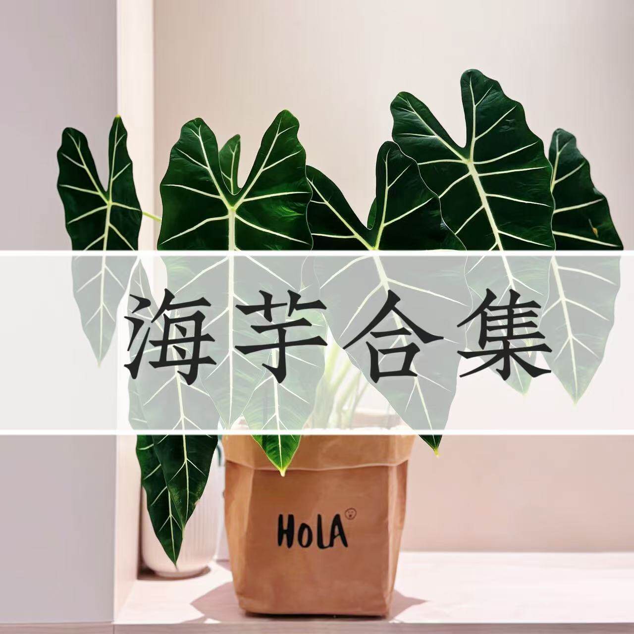海芋合集绿天鹅绒大仙女诺比白犀牛龙鳞黑天鹅忍者轻岛直播专拍
