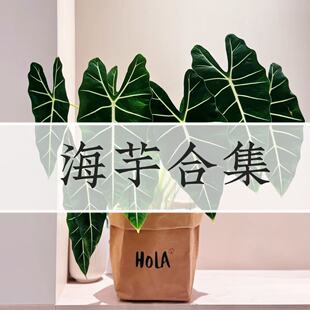 海芋合集绿天鹅绒大仙女诺比白犀牛龙鳞黑天鹅忍者轻岛直播专拍