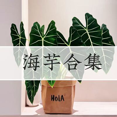 海芋合集绿天鹅绒大仙女诺比白犀牛龙鳞黑天鹅忍者轻岛直播专拍