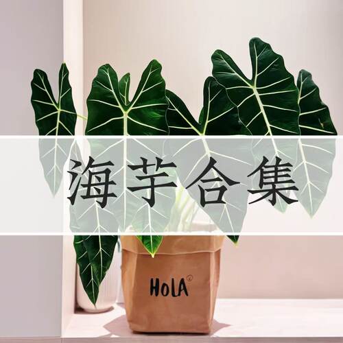 海芋合集绿天鹅绒大仙女诺比白犀牛龙鳞黑天鹅忍者轻岛直播专拍