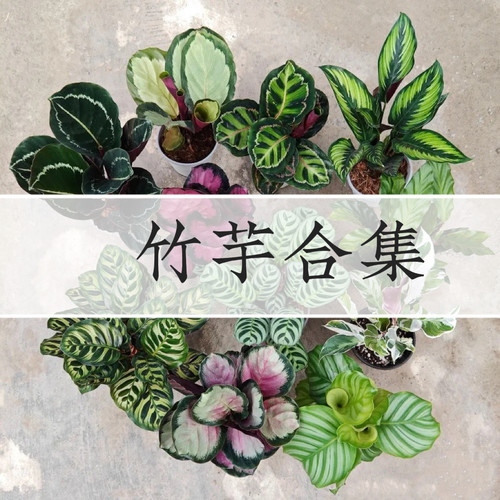 竹芋合集青苹果白油画叶蝉天鹅绒锦绿植物室内桌面轻岛直播专拍