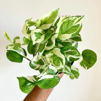 白金葛雪花葛花叶绿萝盆栽好养办公室内桌面净化空气植物长藤垂吊