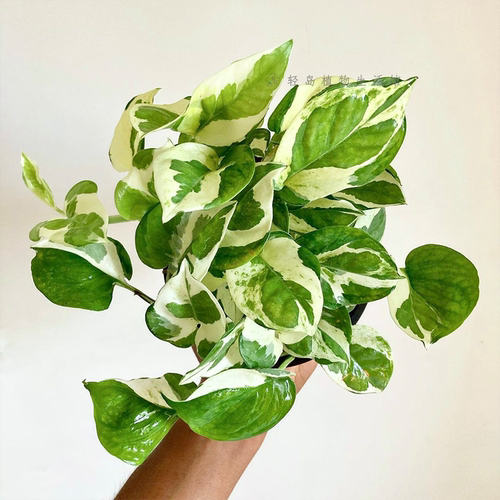 白金葛雪花葛花叶绿萝盆栽好养办公室内桌面净化空气植物长藤垂吊