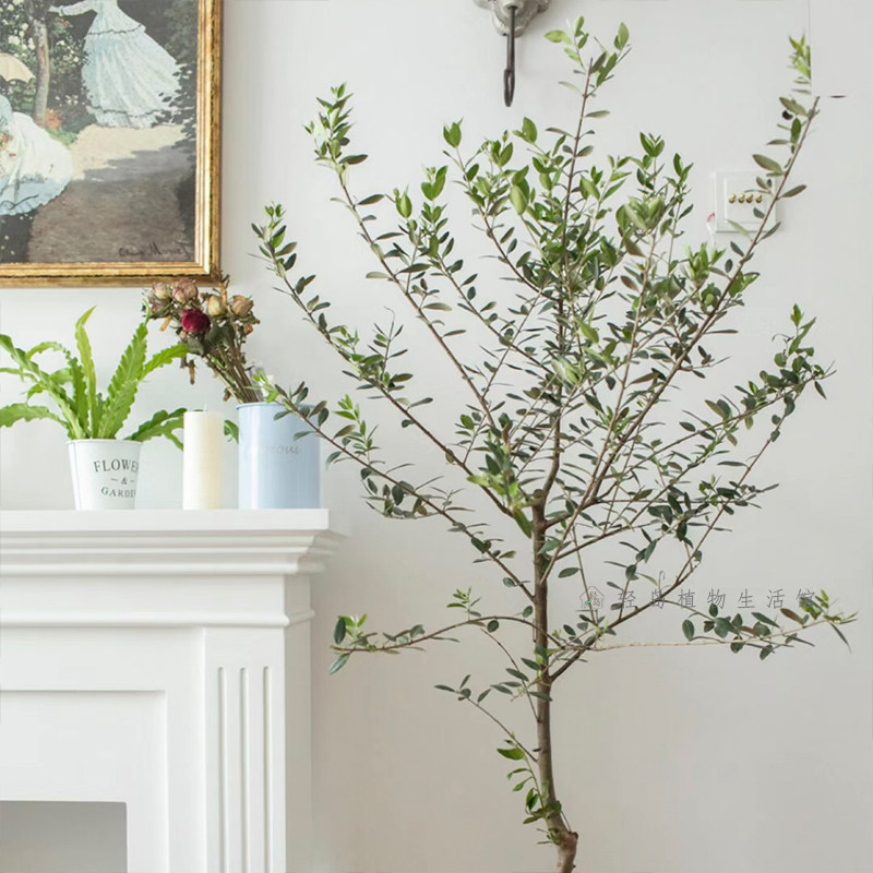 油橄榄树盆栽绿植物室内庭院常绿北欧网红ins风好养耐寒耐晒观叶,鲜花速递/花卉仿真/绿植园艺,海芋,淘宝优惠券,粉丝福利购,淘宝优惠卷