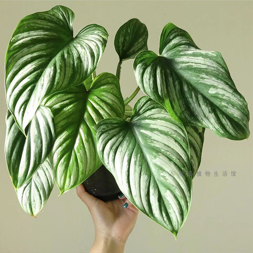 西瓜碧浪蔓绿绒哥伦比亚麦克道尔蔓绿绒室内好养绿植盆栽稀有热植