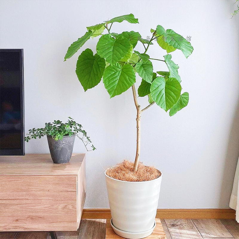 爱心榕伞榕心叶榕棒棒糖室内客厅办公室内净化空气观叶绿植物盆栽,鲜花速递/花卉仿真/绿植园艺,海芋,淘宝优惠券,粉丝福利购,淘宝优惠卷