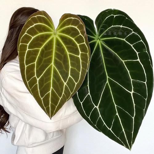 黑丝绒杂水晶花烛粗脉龟甲华丽杂黑希望水晶铜锣烧银刷子观叶植物