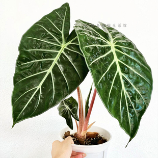 内罗毕之夜粉骑士粉龙海芋萨利安网红绿植物盆栽热带观叶阳台好养