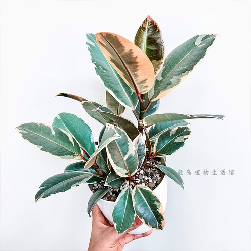 花叶橡皮树花金刚红关公黑金刚坦尼克盆栽阳台客厅常绿观叶植物