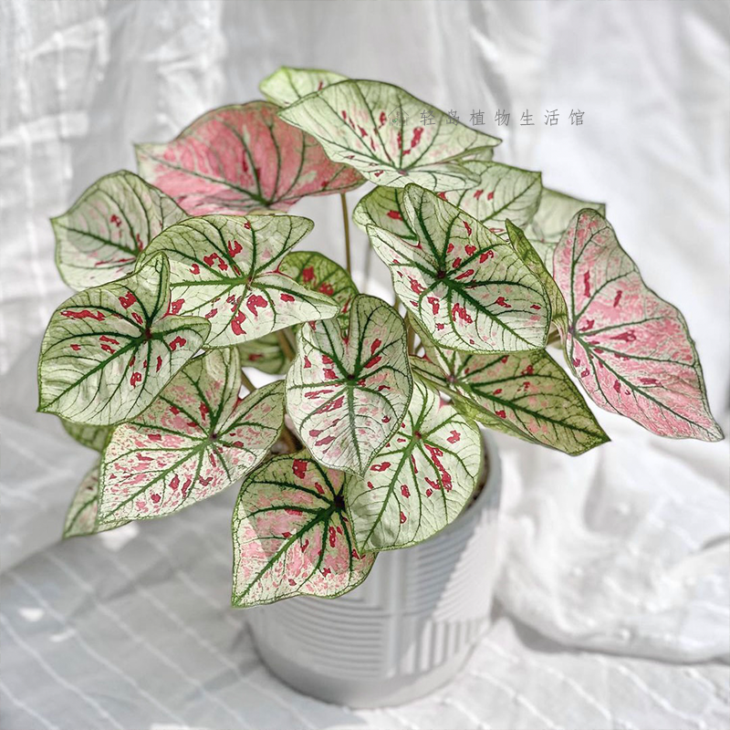 定制草莓之心彩叶芋五彩芋白色恋人白月光粉甜心客厅阳台观叶盆栽