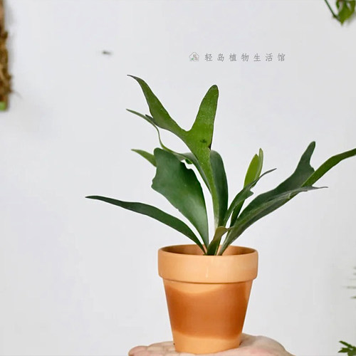 二歧鹿角蕨亚洲猴脑蕨银鹿蕨板植附生植物北欧壁挂室内浴室卫生间