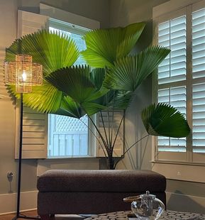 圆叶轴榈轴棕叶盆栽办公室内喜阴好养易活绿植ins风热带植物雨林