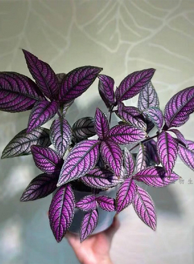 波斯红草紫色椒草室内盆栽好养趣味盆栽绿植物室内桌面净化空气