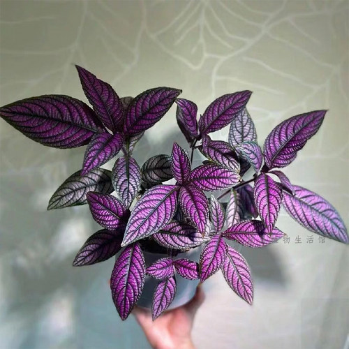 波斯红草紫色椒草室内盆栽好养趣味盆栽绿植物室内桌面净化空气