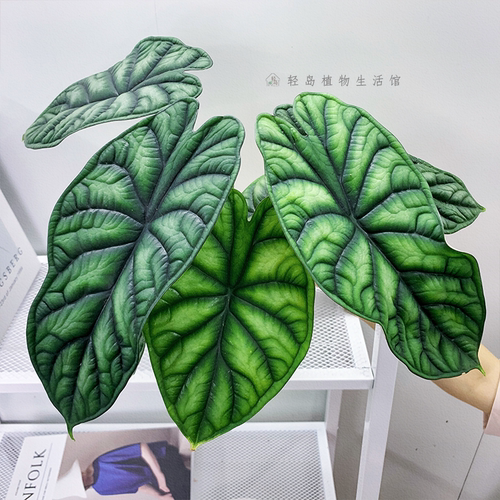 龙鳞海芋神盾进口稀有北欧室内观叶植物热带绿植盆栽窗台书桌阳台
