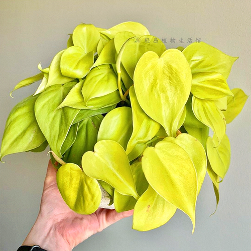 柠檬汁蔓绿绒柠檬色心型叶片热带阳台绿植物盆栽进口网红黄金绿萝