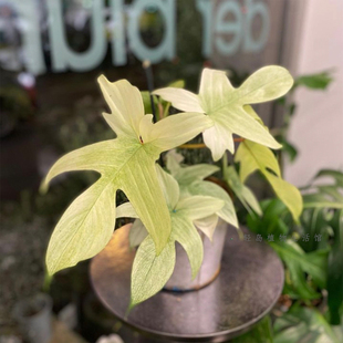 幽灵蔓绿绒佛罗里达飞机美人锦室内盆栽好养趣味爬藤净化空气植物